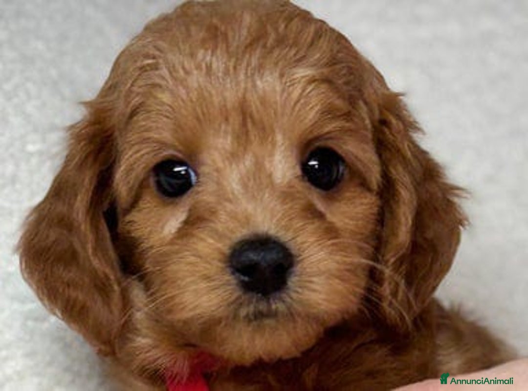 Meticcio cani in vendita: Cuccioli di Mini Goldendoodle F1BB - Annuncio 26