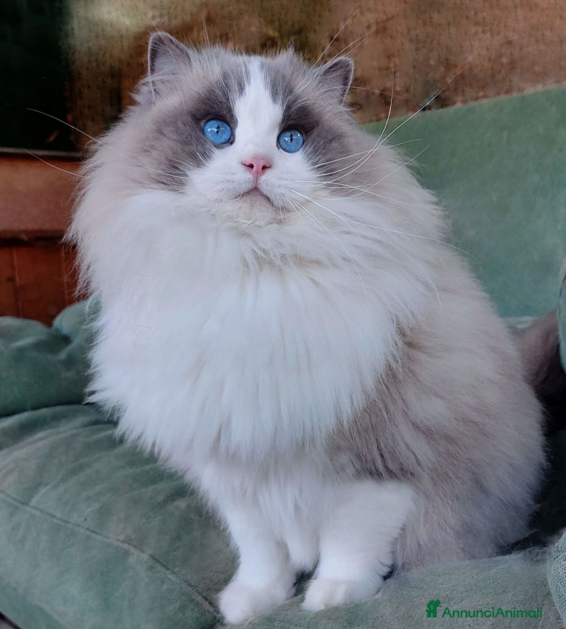 Ragdoll gatti Cucciolata gattini RAGDOLL con pedigree - Annuncio 5