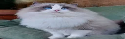 Ragdoll gatti in vendita: Cucciolata gattini RAGDOLL con pedigree - Annuncio 1