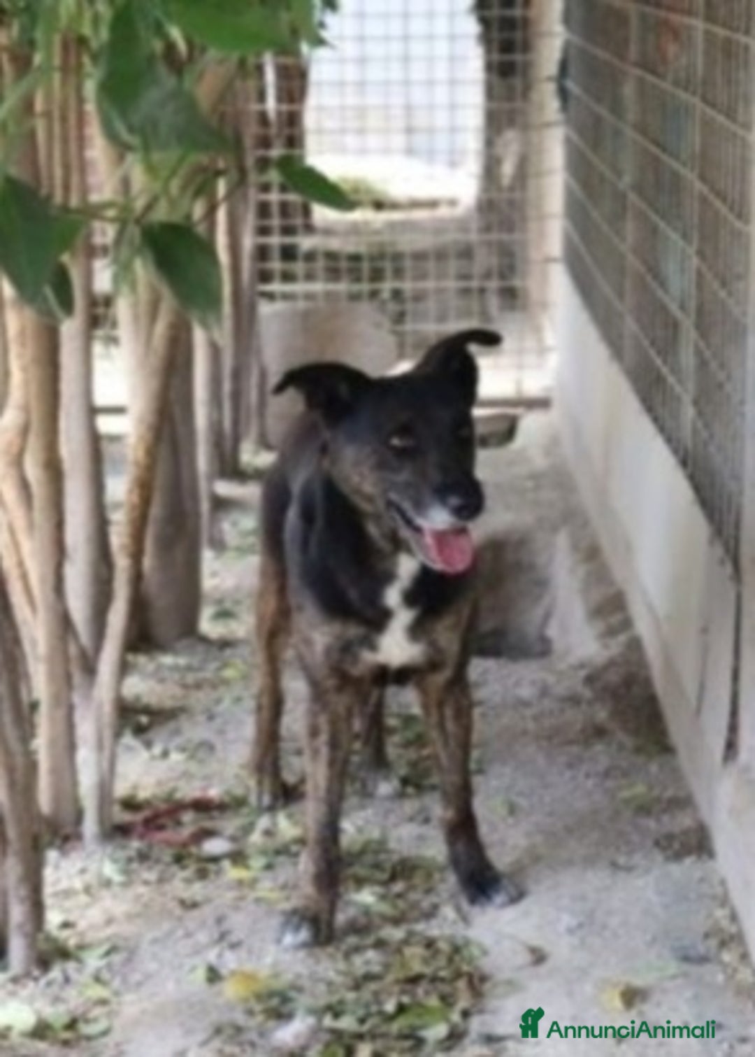 Meticcio cani in regalo: Elvis 4/5anni anonimo in canile.PUGLIA SOS a Città Metropolitana di Milano - Annuncio 4