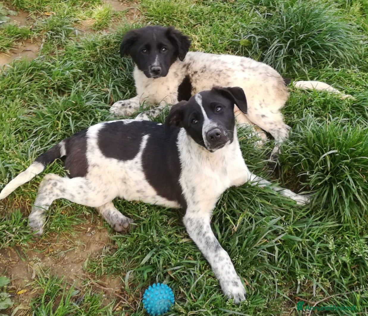 Meticcio cani CUCCIOLI CERCANO CASA  - Annuncio 4