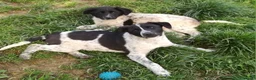 Meticcio cani in regalo: CUCCIOLI CERCANO CASA  a Provincia di Varese - Annuncio 1