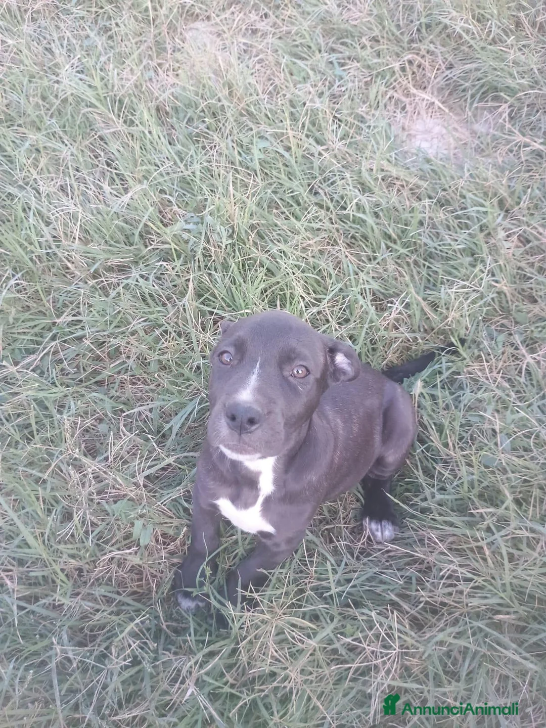 Cane Corso cani in vendita: Vendita 2 bellissimi cani corsi a Provincia di Parma - Annuncio 2