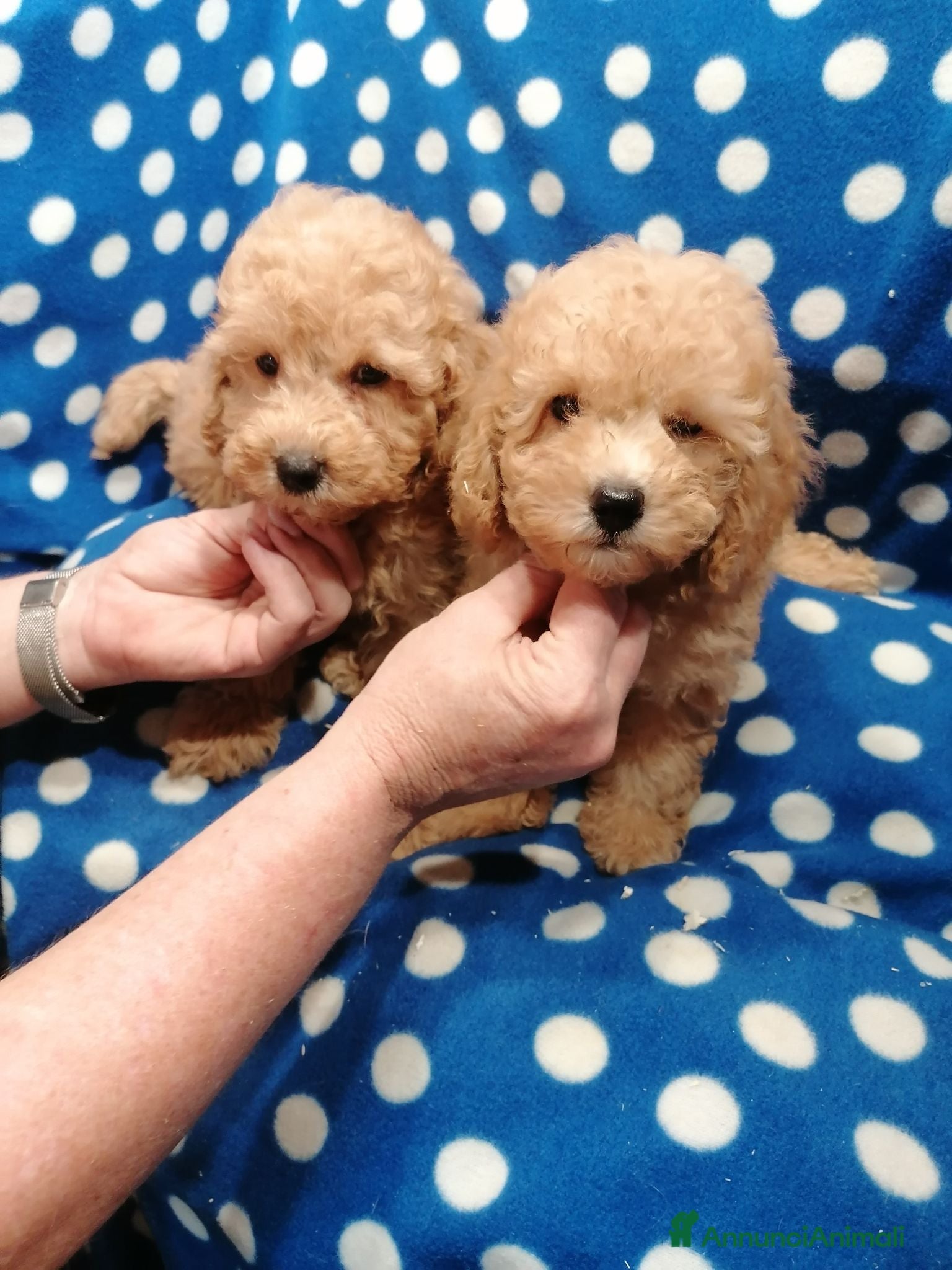 Barboncino cani Barboncini nani cuccioli - Annuncio 32