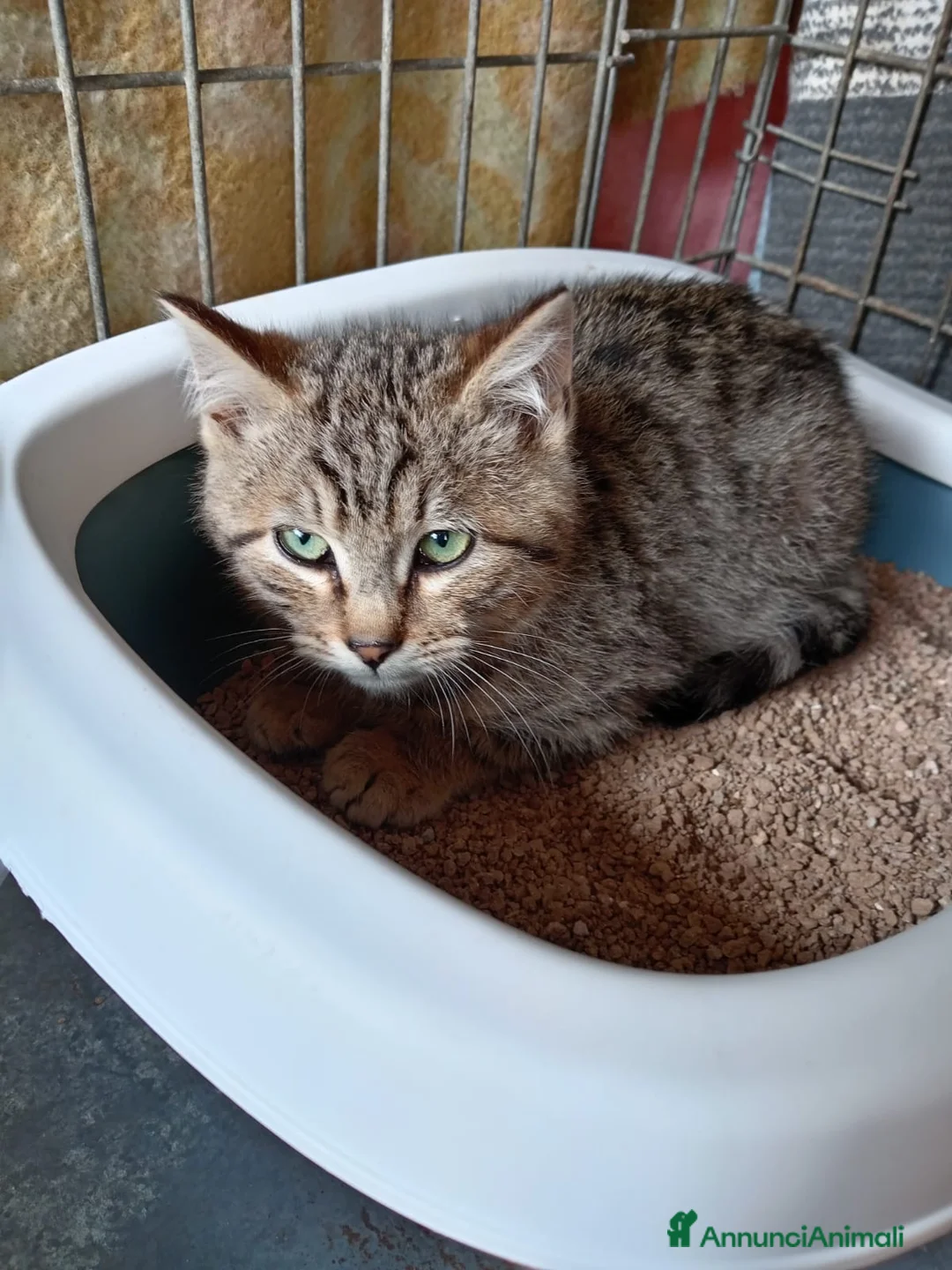 Europeo gatti in regalo: cuccioli 3 mesi cercano casa❤️ - Annuncio 2