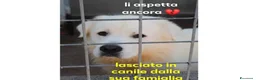 Pastore Abbruzzese Maremmano cani in regalo: BEN tradito dalla sua famiglia - Annuncio 2