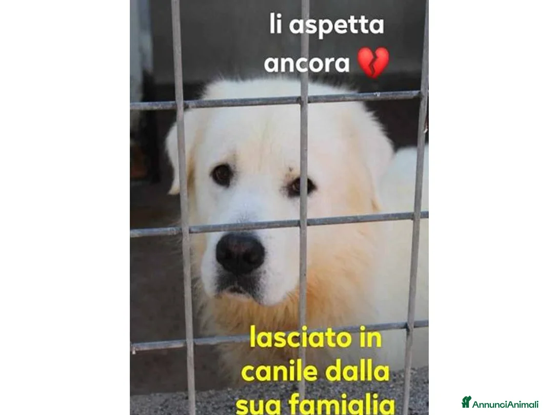 Pastore Abbruzzese Maremmano cani in regalo: BEN tradito dalla sua famiglia - Annuncio 2