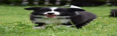 Border Collie 1