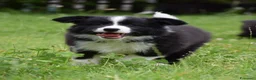 Border Collie cani in vendita: Cuccioli di Border Collie, linea da bellezza a Provincia autonoma di Bolzano - Alto Adige - Annuncio 7