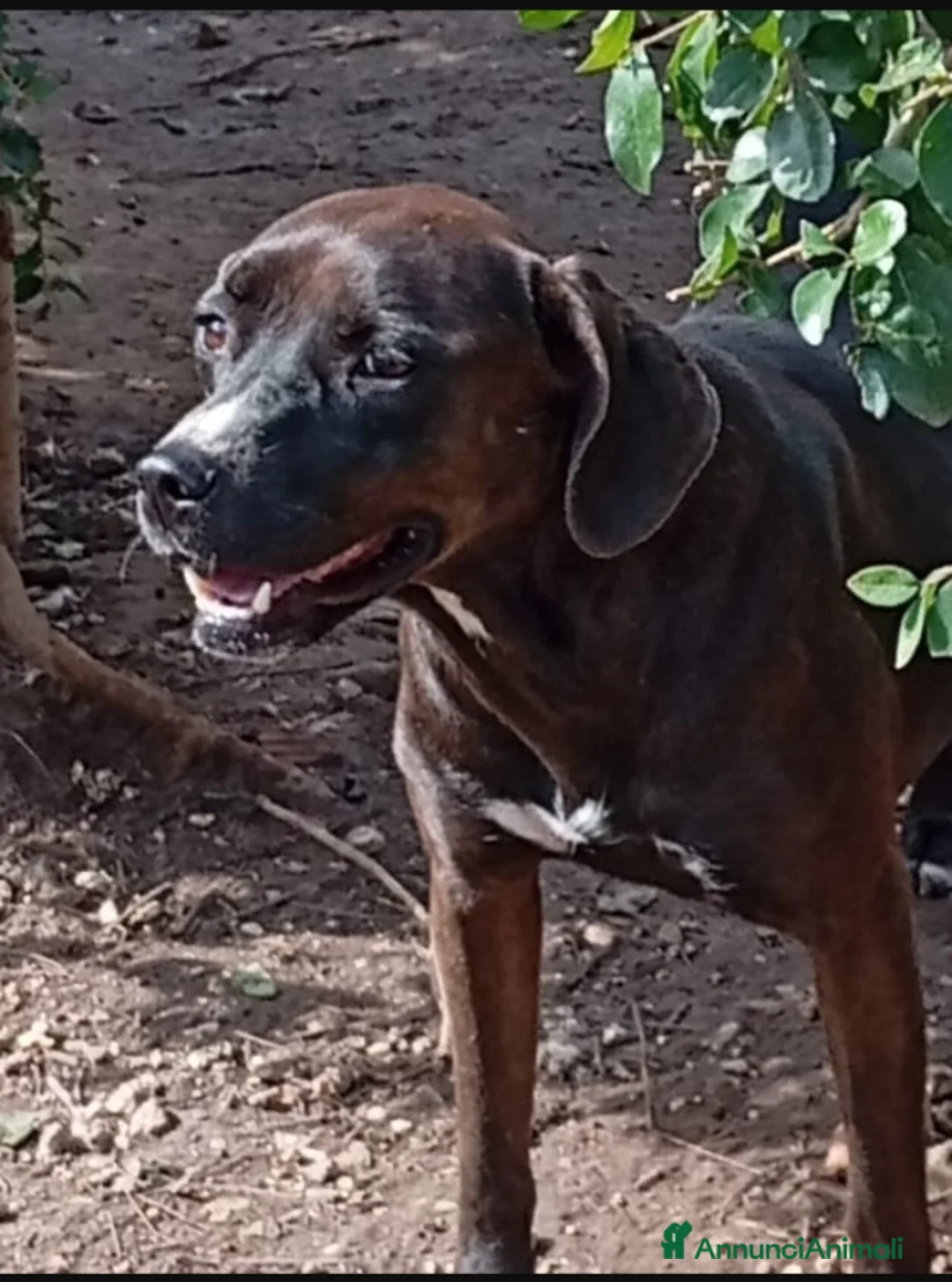 Meticcio cani in regalo: Simil Labrador femmina color castagna,4/5anni.NAPO a Città metropolitana di Milano - Annuncio 4
