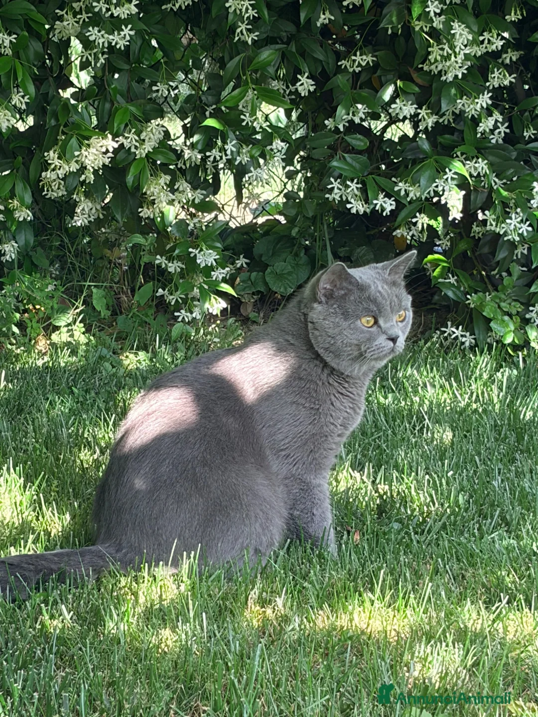 Scottish gatti per accoppiamento: Scottish Straight grigio per monta - Annuncio 2