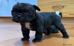 Bulldog Francese cani in vendita: Cuccioli bulldog francese a Provincia di Varese - Immagine 2