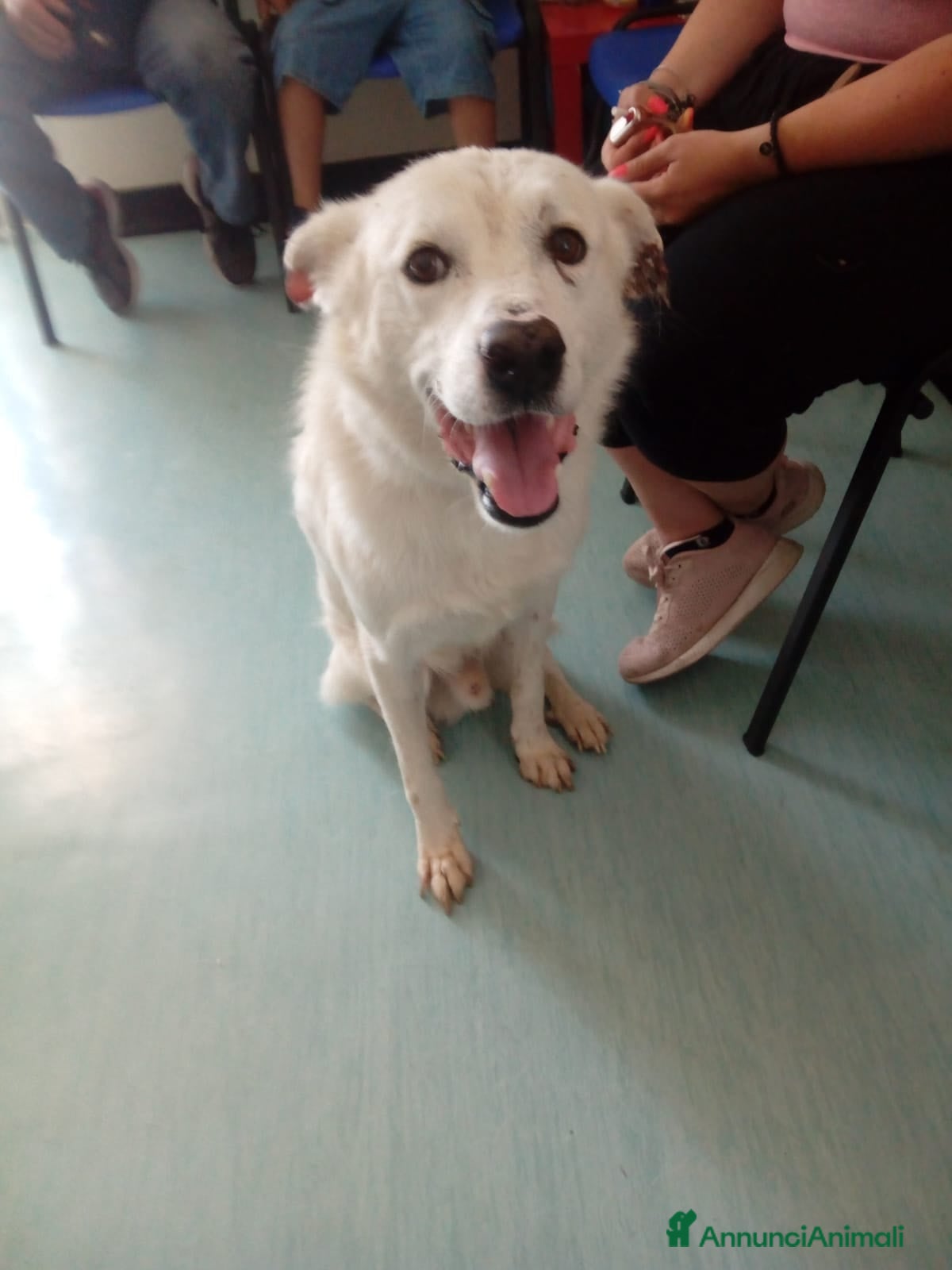 Meticcio cani LUCKY a Provincia di Avellino - Annuncio 13