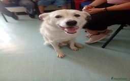 Meticcio cani in regalo: LUCKY a Provincia di Avellino - Immagine 1