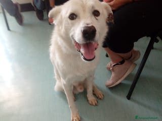 Meticcio cani LUCKY a Provincia di Avellino - Annuncio 29