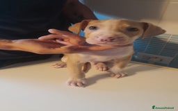 Pitbull cani in vendita: CUCCIOLI DI PITBULL a Provincia di Viterbo - Immagine 16