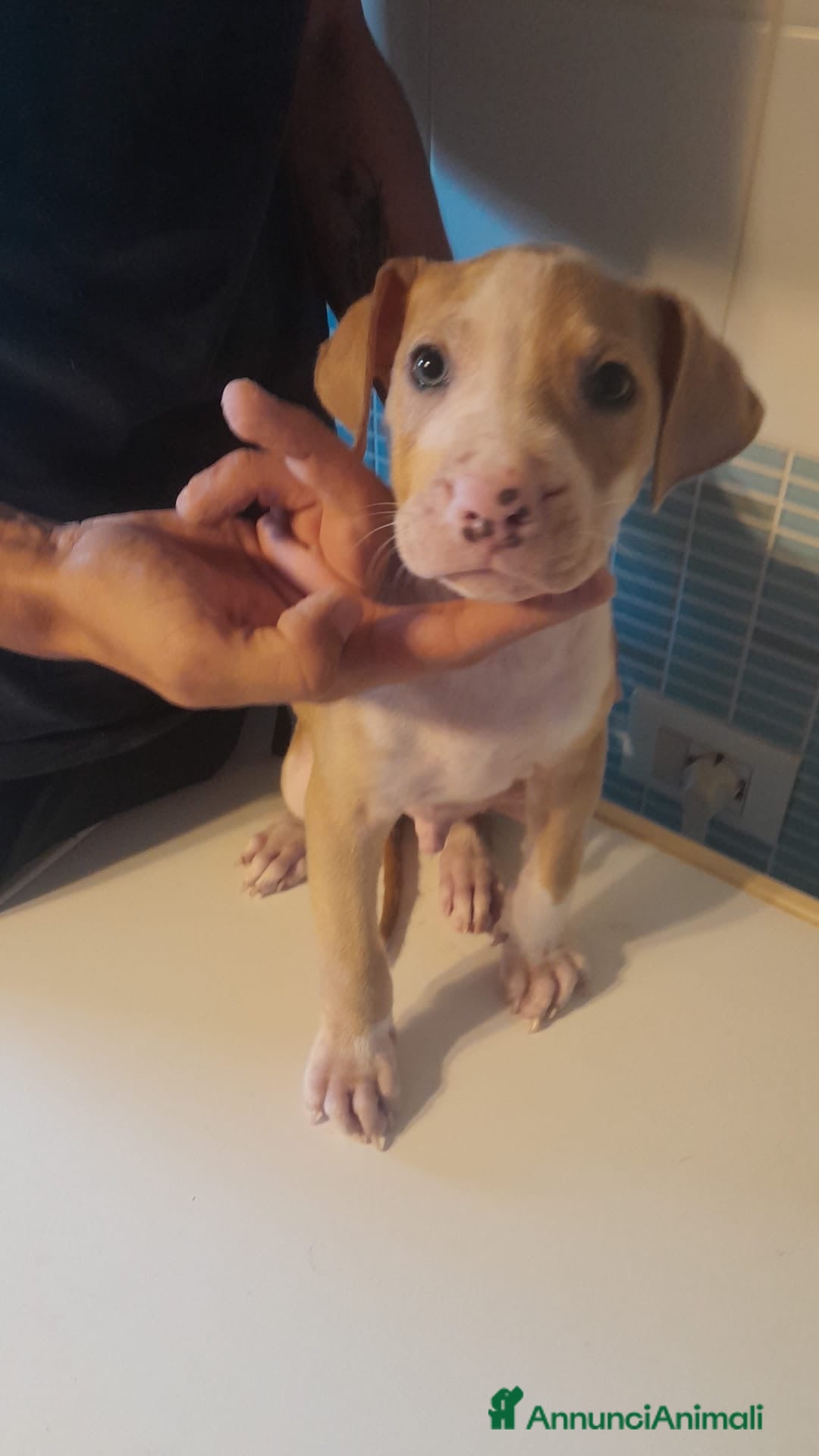 Pitbull cani in vendita: CUCCIOLI DI PITBULL a Provincia di Viterbo - Immagine 16