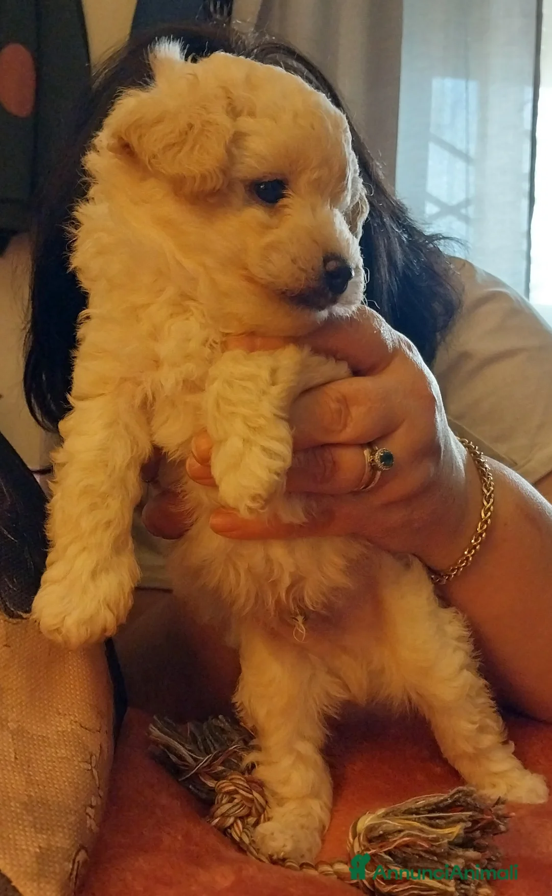 Barboncino Toy cani in vendita: Barboncino Toy Bianco  - Annuncio 3