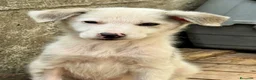 Meticcio cani in regalo: Grey cucciolo socievole taglia contenuta a Città metropolitana di Roma Capitale - Annuncio 2