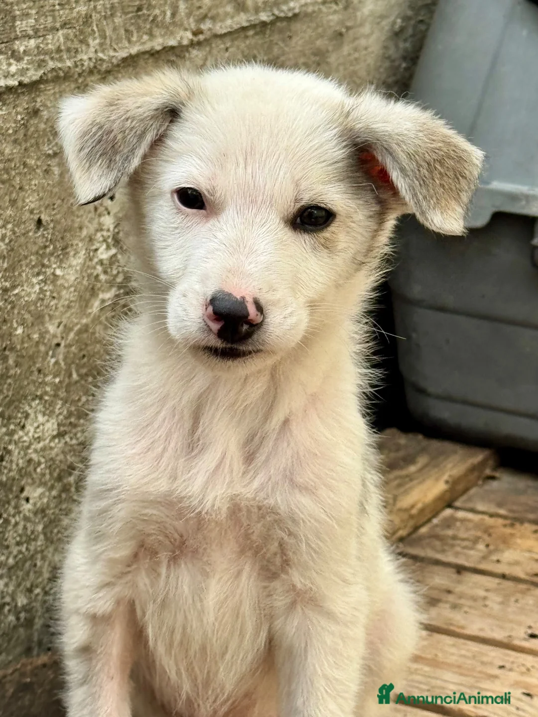 Meticcio cani in regalo: Grey cucciolo socievole taglia contenuta a Città metropolitana di Roma Capitale - Annuncio 2