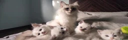 Ragdoll gatti in vendita: Gatto ragdoll di 3 messi - Annuncio 3