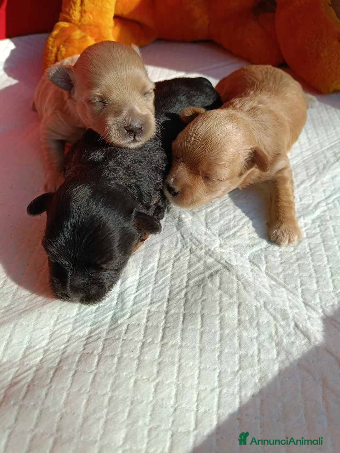 Maltipoo cani in vendita: Maltipoo - Annuncio 6