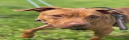 Meticcio cani in regalo: ALMA BELLISSIMA PIT - Annuncio 15