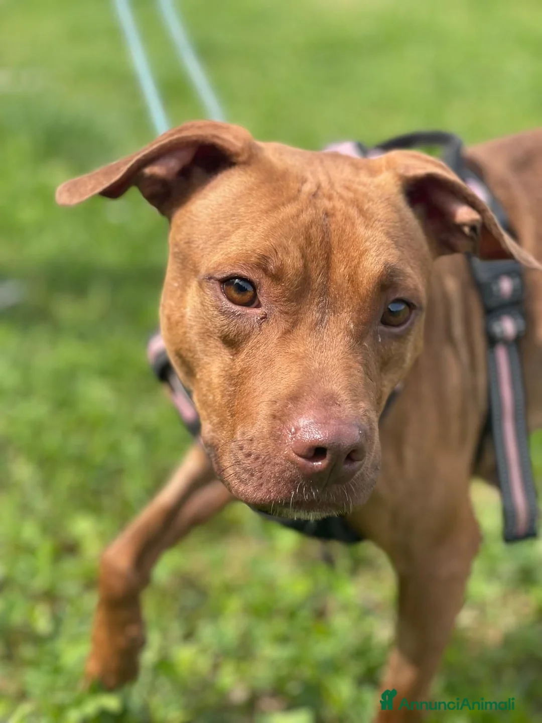 Meticcio cani in regalo: ALMA BELLISSIMA PIT - Annuncio 15