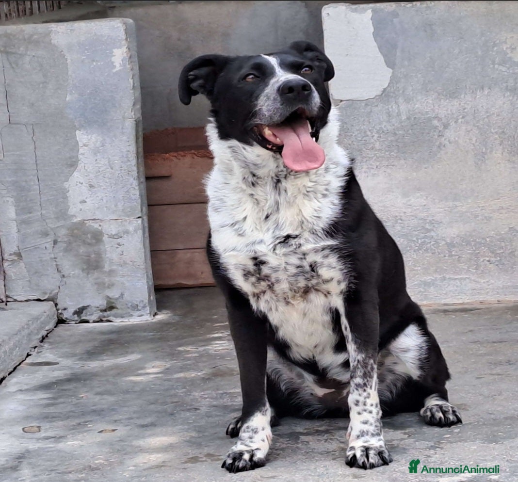 Meticcio cani Femmina 5anni salvata 3anni fa PUGLIA SOS - Annuncio 2
