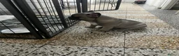 Bulldog Francese cani in vendita: Buldog francese - Annuncio 4