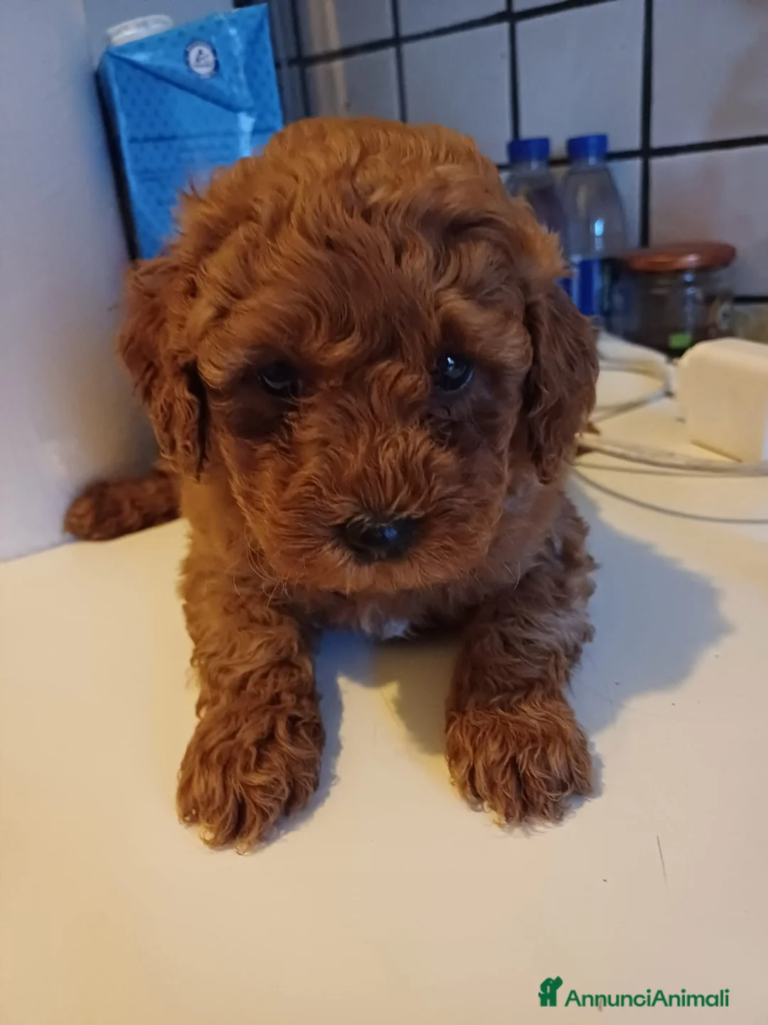 Barboncino Toy cani in vendita: Barboncini Toy Albicocca 2 Maschietti Disponibili - Annuncio 4