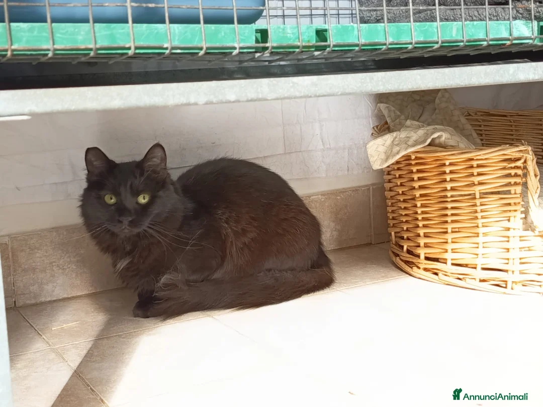 Meticcio gatti in regalo: Terry e Meggie, cercano adozioni - Annuncio 3