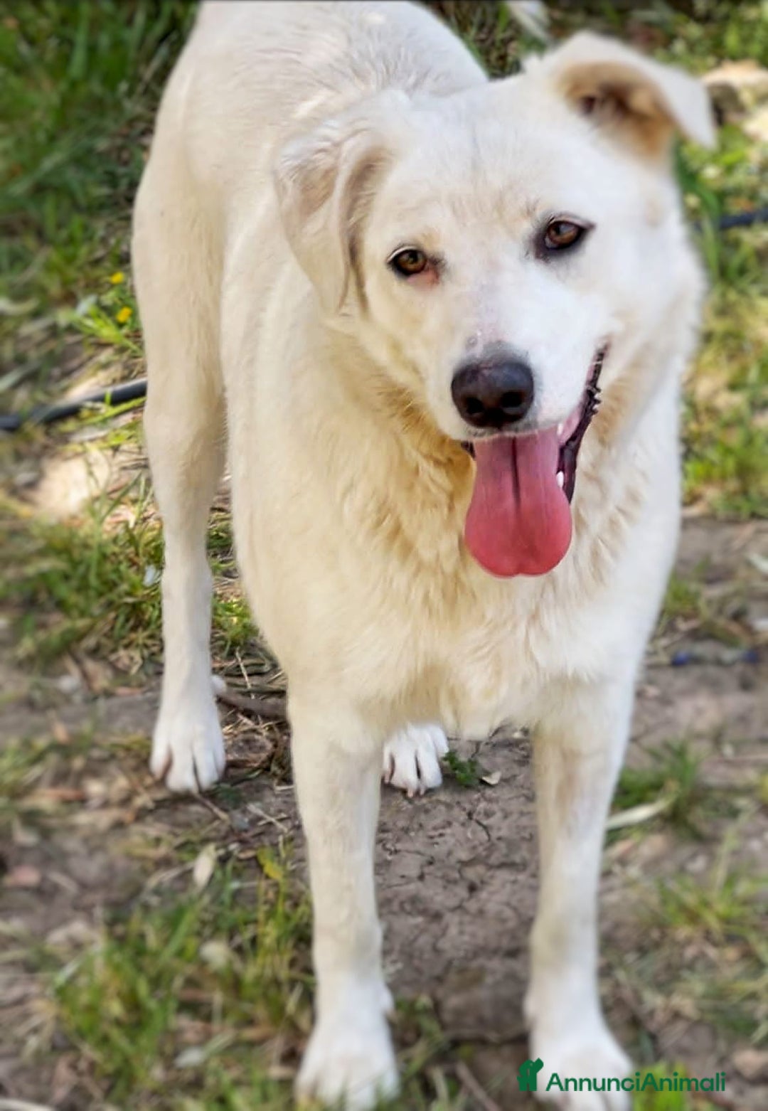 Meticcio cani in regalo: WILMA 🩷 - due anni ed è ancora senza famiglia 😢 - Annuncio 2