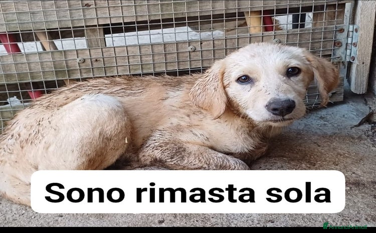 Golden Retriever cani a Città metropolitana di Milano - Annuncio 1