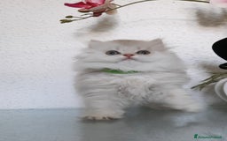 British gatti in vendita: Cucciolo British longhair con pedigree  a Città metropolitana di Milano - Immagine 2