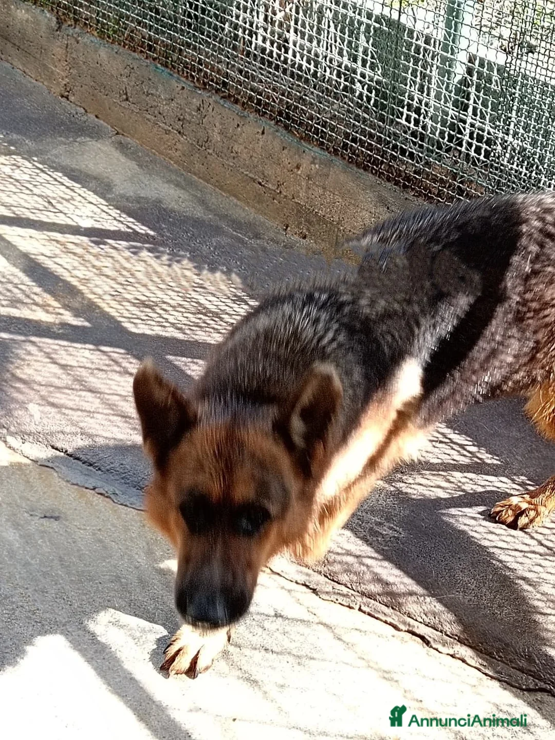 Pastore Tedesco cani in regalo: Filomena, pastore tedesco in canile - Annuncio 1