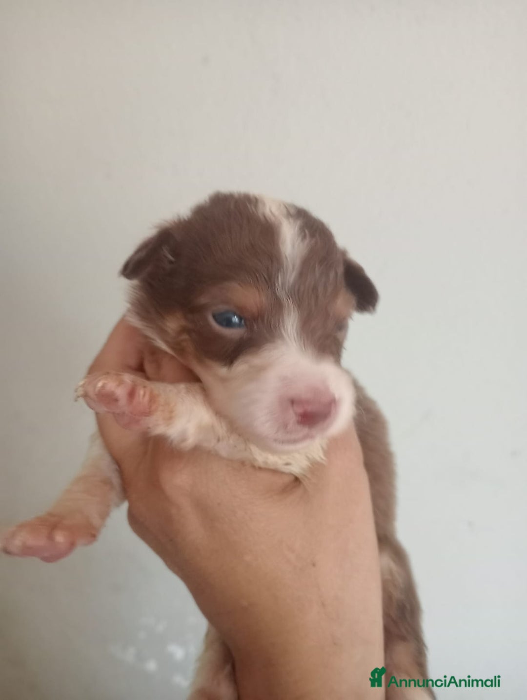 Australian Shepherd cani in vendita: Cuccioli di pastore australiano a Provincia di Ferrara - Immagine 5