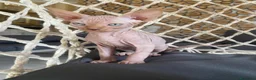 Sphynx gatti in vendita: Cuccioli Sphynks  - Annuncio 20