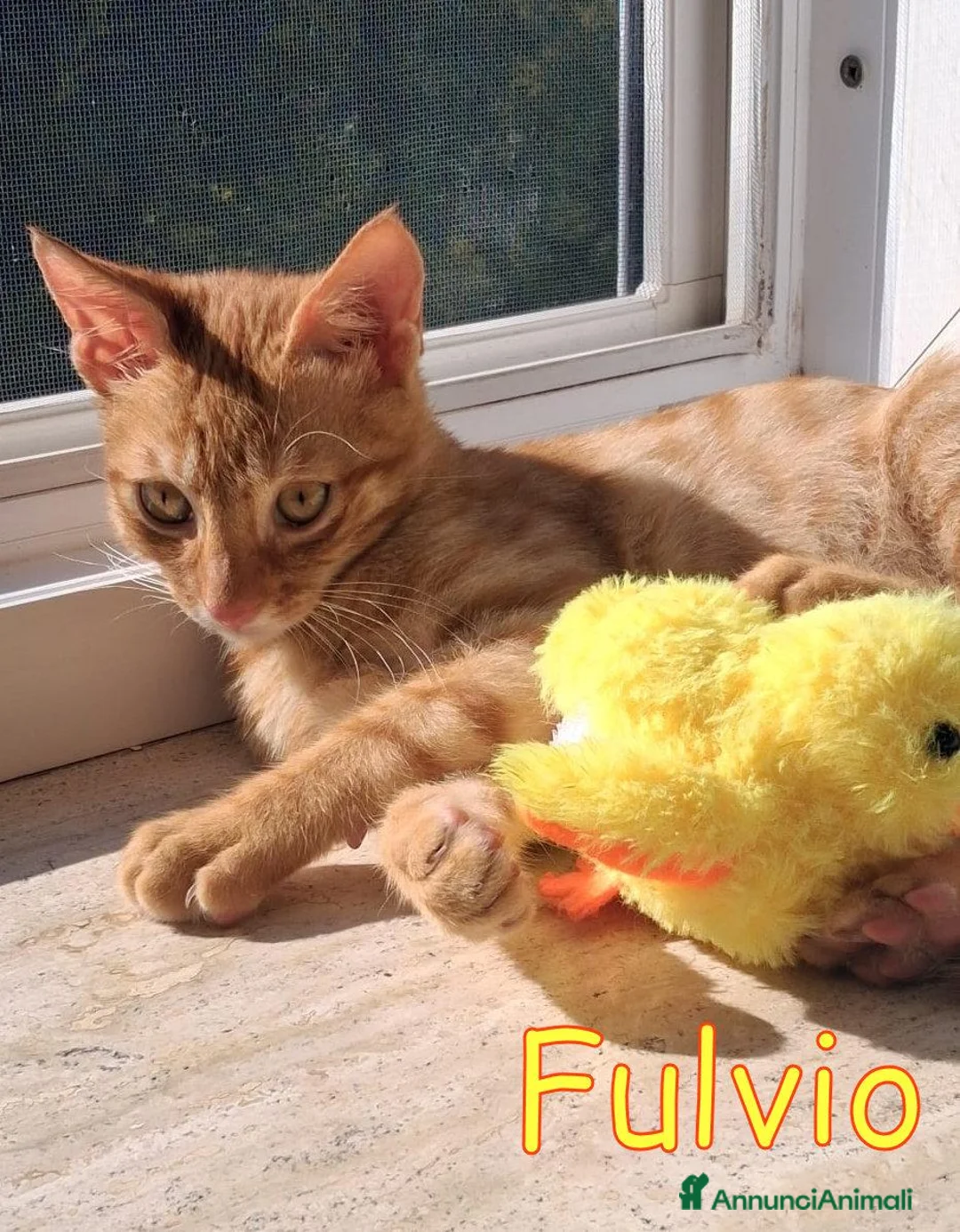 Europeo gatti in regalo: Stupendo gattino di nome Fulvio Red tabby a Città Metropolitana di Bologna - Annuncio 1