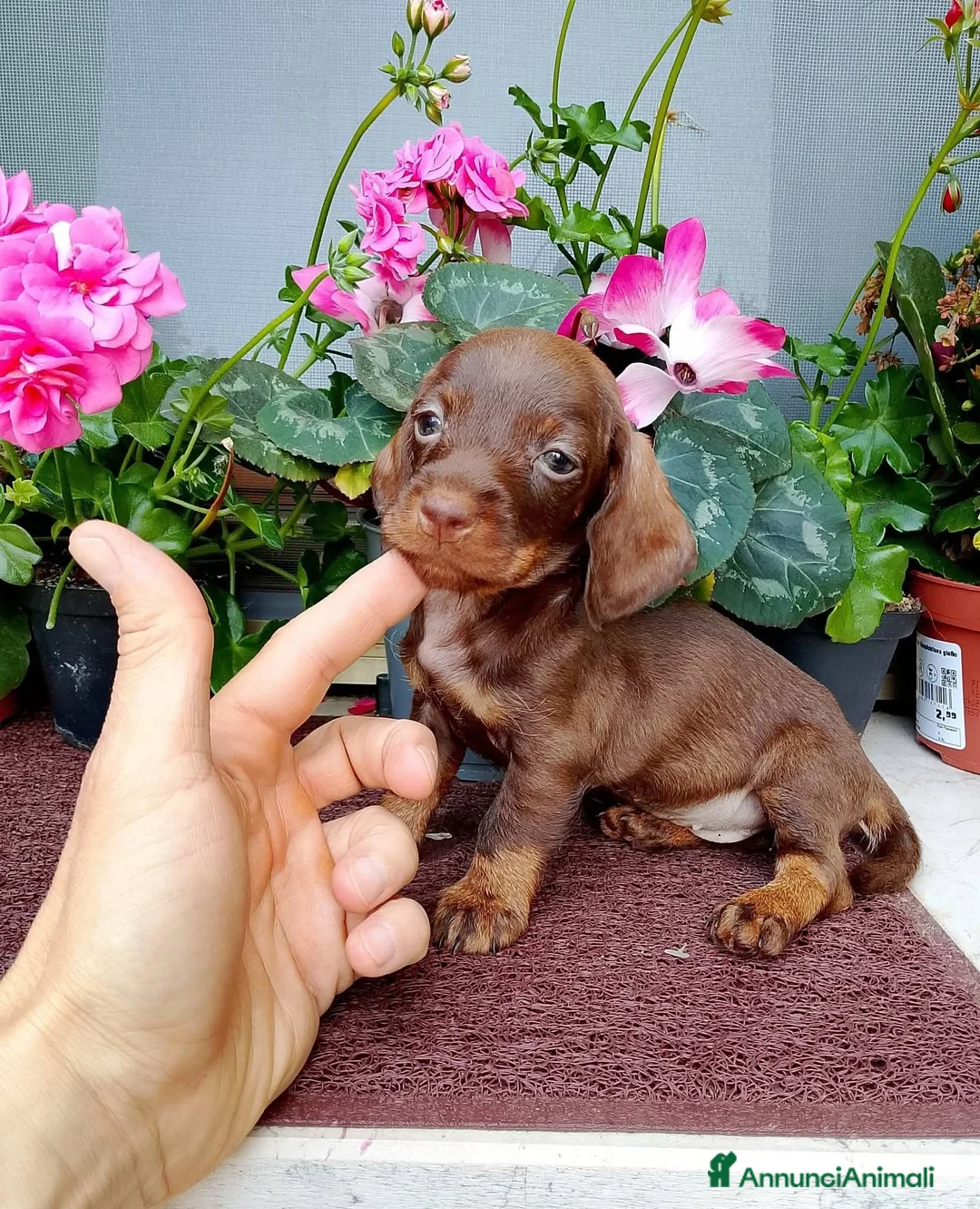 Bassotto cani in vendita: Bassotta pelo duro kaninchen cioccolato - Annuncio 1