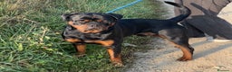 Rottweiler cani per accoppiamento: Rottweiler per monta - Annuncio 7