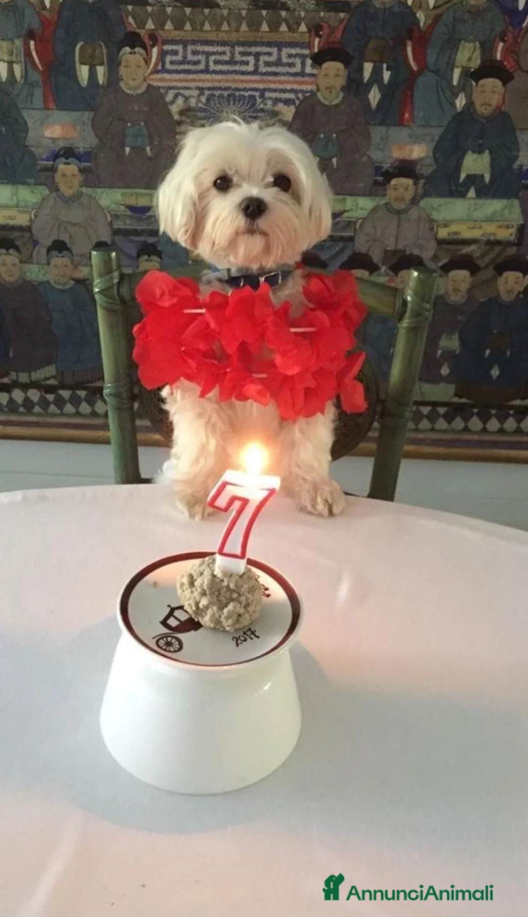 Maltese cani per accoppiamento: Cerco fidanzatina per Maltese a Città metropolitana di Roma Capitale - Annuncio 3