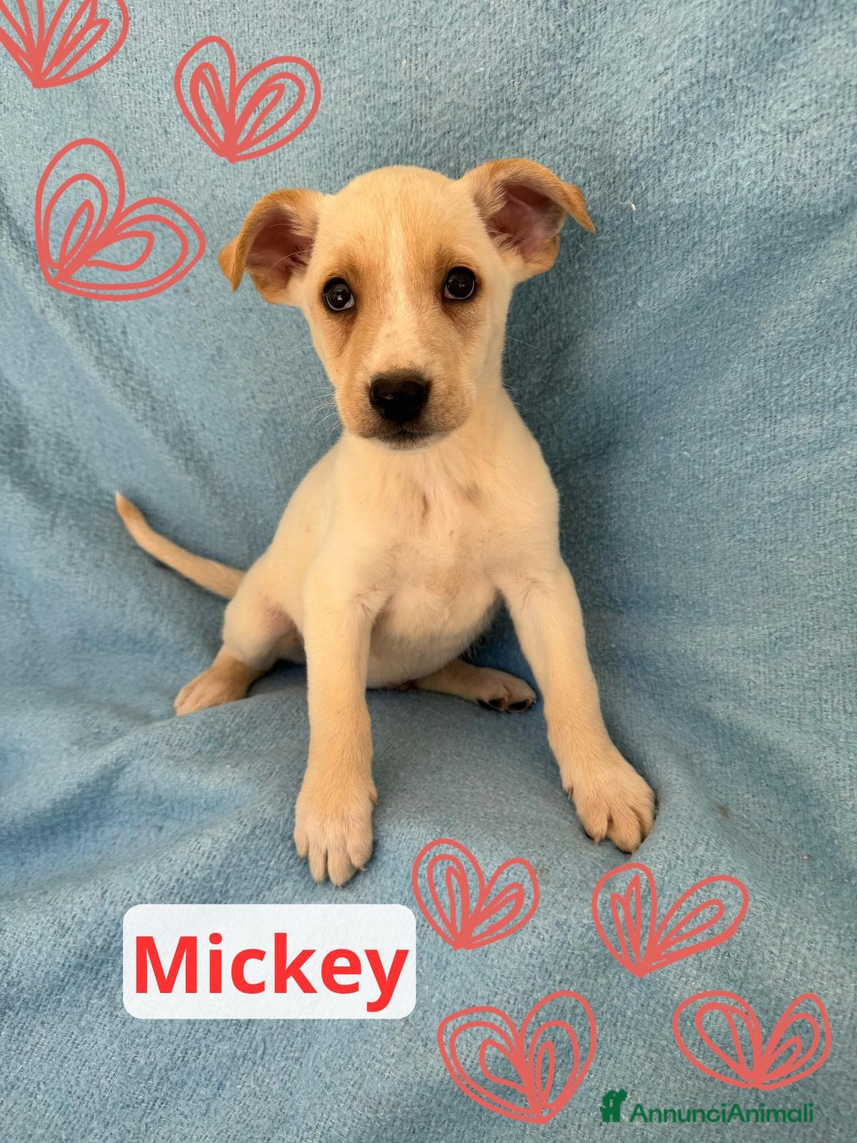 Meticcio cani Mickey - Annuncio 9