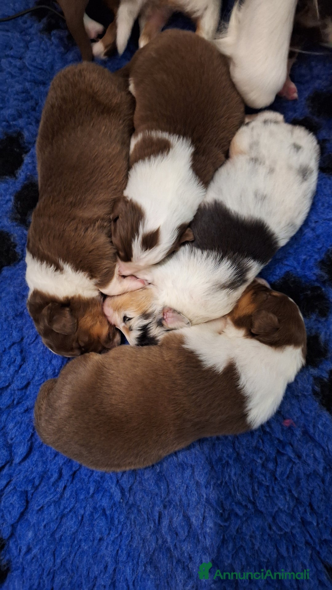 Australian Shepherd cani in vendita: Meravigliosi cuccioli di Australian Shepherd - Annuncio 6