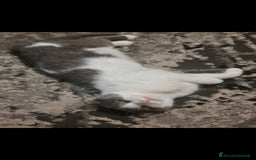 Scottish gatti per accoppiamento: Mia cerca fidanzato a Città metropolitana di Milano - Immagine 6
