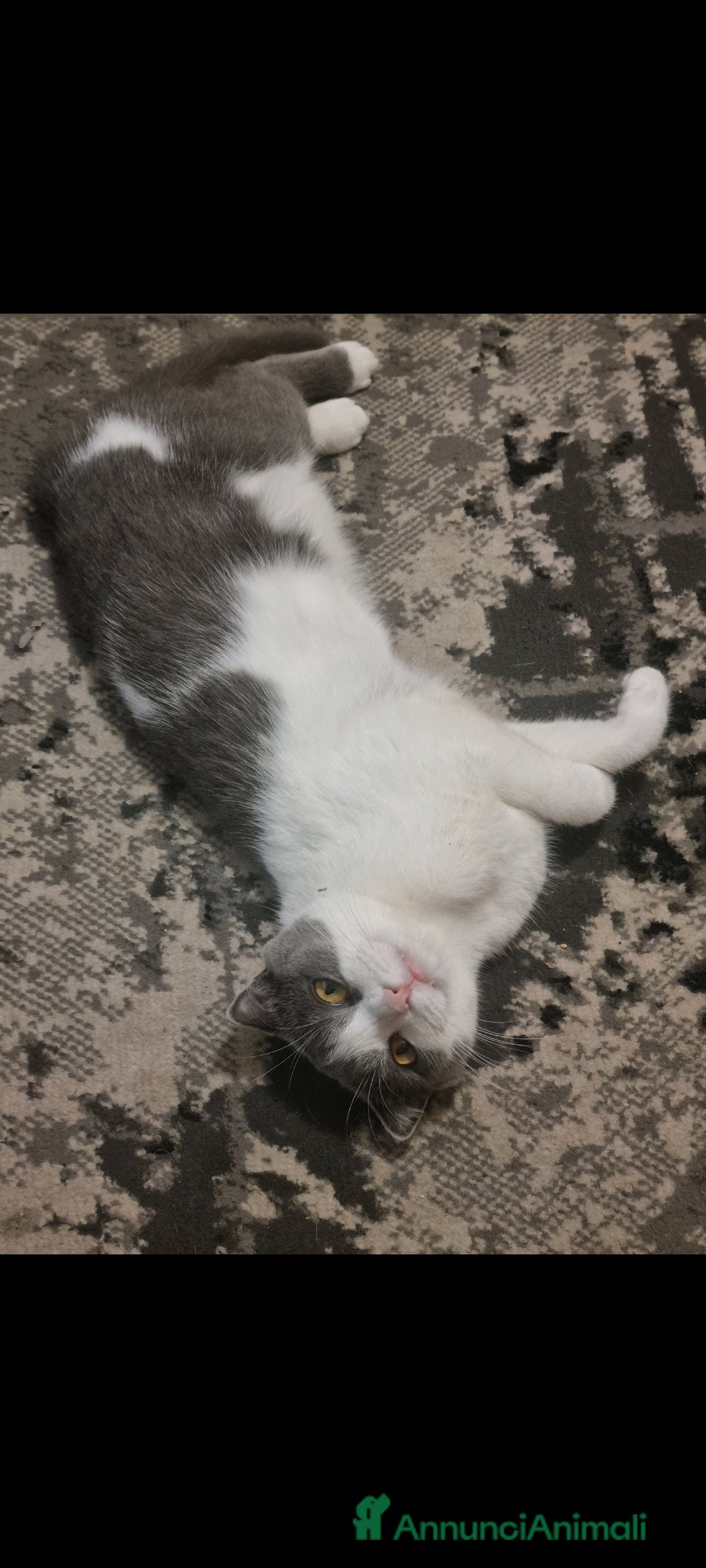 Scottish gatti per accoppiamento: Mia cerca fidanzato a Città metropolitana di Milano - Immagine 6