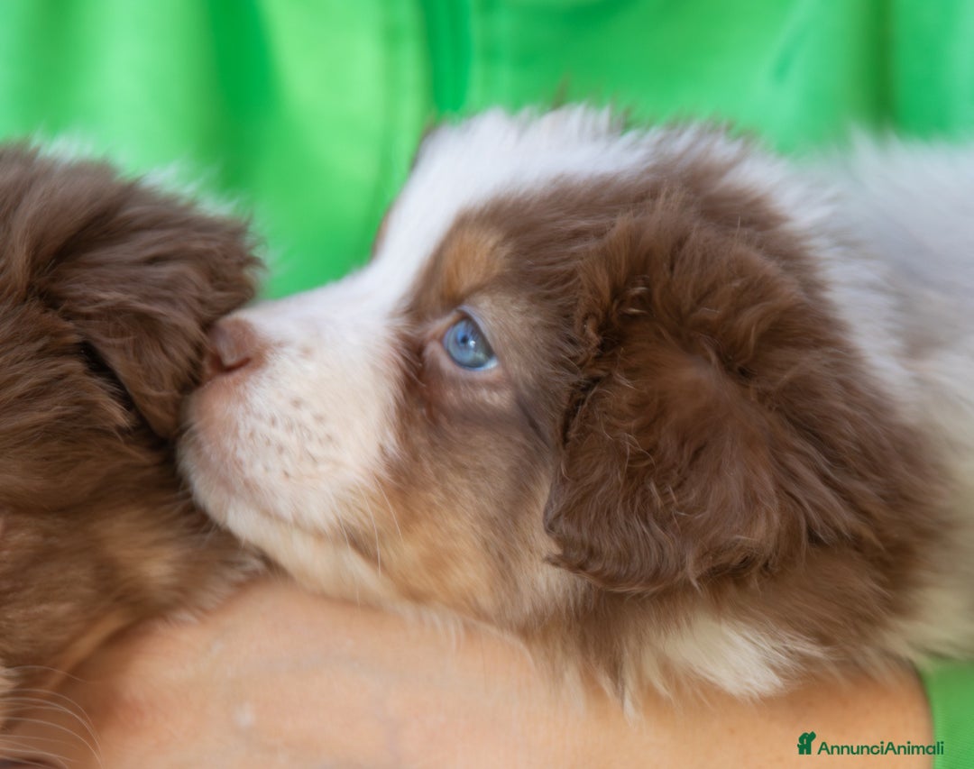 Australian Shepherd cani in vendita: Cucciola femmina di Pastore australiano  - Annuncio 3