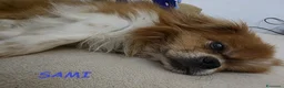 Pechinese cani in regalo: SAMI buono con tutti anche coi gatti - Annuncio 1
