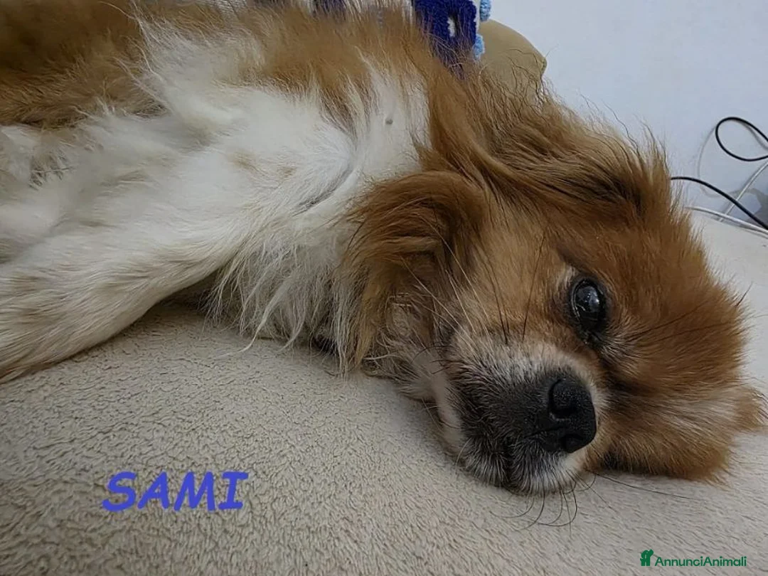 Pechinese cani in regalo: SAMI buono con tutti anche coi gatti - Annuncio 1