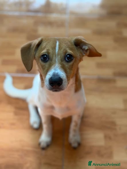 Meticcio cani Mia dolcissima simil jack russel - Annuncio 39